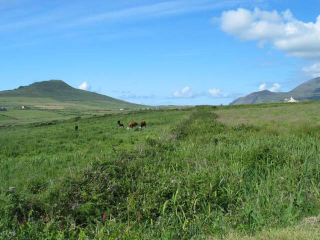 Coill An Rois B&B Ballydavid 외부 사진